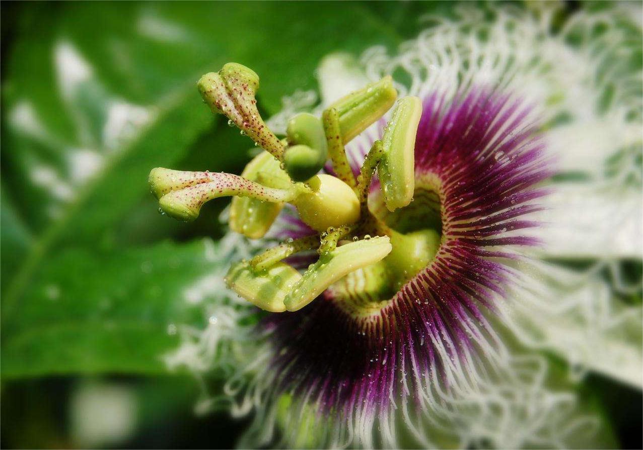 日轮花：世界最阴险的植物