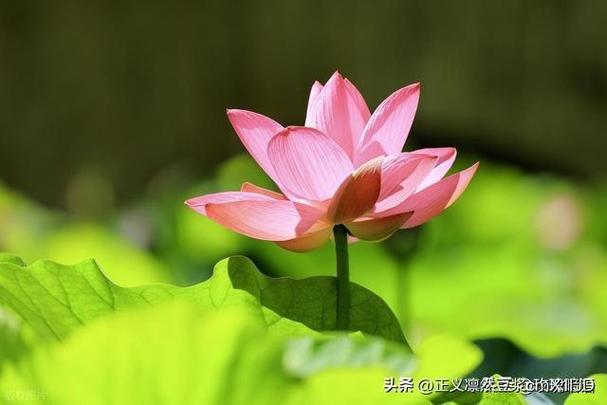 臧乐瑶没有自闭 臧乐瑶没有自闭症了吗