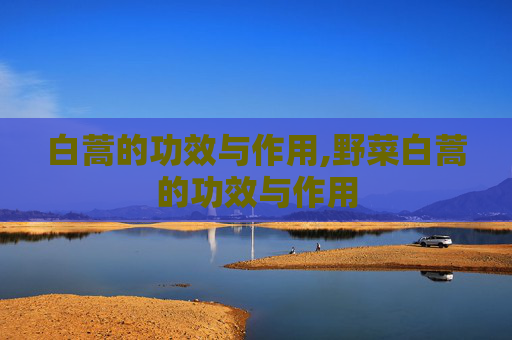 白蒿的功效与作用,野菜白蒿的功效与作用