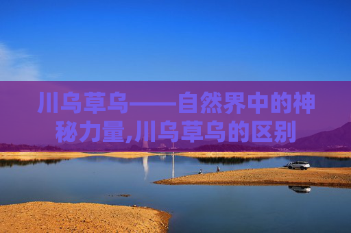 川乌草乌——自然界中的神秘力量,川乌草乌的区别