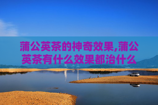 蒲公英茶的神奇效果,蒲公英茶有什么效果都治什么