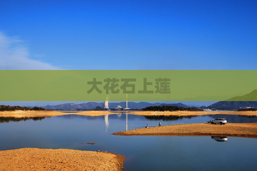 大花石上莲
