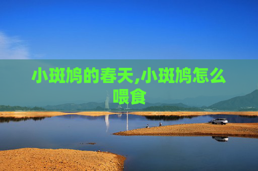 小斑鸠的春天,小斑鸠怎么喂食