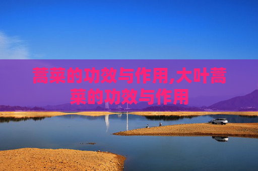 蒿菜的功效与作用,大叶蒿菜的功效与作用