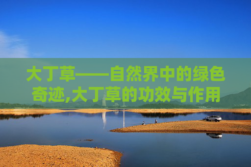 大丁草——自然界中的绿色奇迹,大丁草的功效与作用