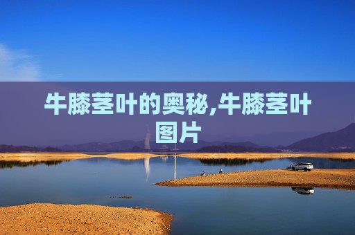 牛膝茎叶的奥秘,牛膝茎叶图片 牛膝茎叶的奥秘,牛膝茎叶图片