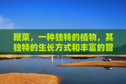 鞭菜，一种独特的植物，其独特的生长方式和丰富的营养价值使其在自然界中独树一帜。,鞭菜是什么菜