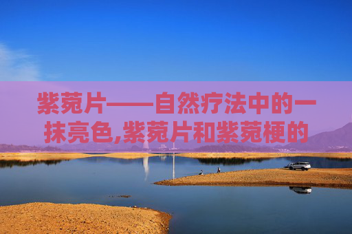 紫菀片——自然疗法中的一抹亮色,紫菀片和紫菀梗的药效区别