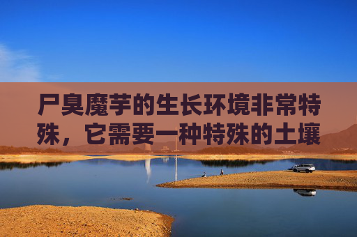 尸臭魔芋的生长环境非常特殊,它需要一种特殊的土壤才能茁壮成长。这种土壤富含腐殖质,而且温度和湿度都要求极高。只有在这种环境下,尸臭魔芋才能吸收到足够的养分,从而生长出美味的果实。,尸臭魔芋是什么 尸臭魔芋的生长环境非常特殊,它需要一种特殊的土壤才能茁壮成长。这种土壤富含腐殖质,而且温度和湿度都要求极高。只有在这种环境下,尸臭魔芋才能吸收到足够的养分,从而生长出美味的果实。,尸臭魔芋是什么