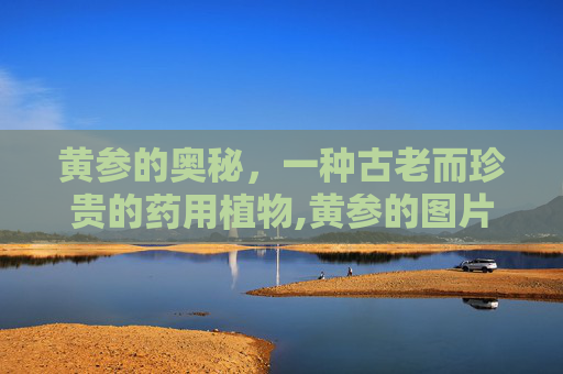 黄参的奥秘，一种古老而珍贵的药用植物,黄参的图片