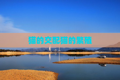 猫的交配猫的繁殖