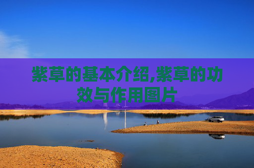 紫草的基本介绍,紫草的功效与作用图片