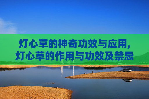 灯心草的神奇功效与应用,灯心草的作用与功效及禁忌