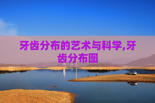牙齿分布的艺术与科学,牙齿分布图