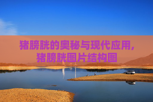猪膀胱的奥秘与现代应用,猪膀胱图片结构图