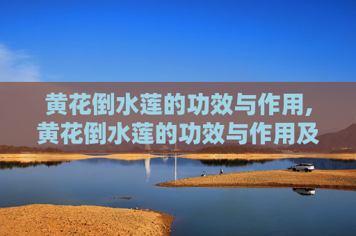 黄花倒水莲的功效与作用,黄花倒水莲的功效与作用及禁忌