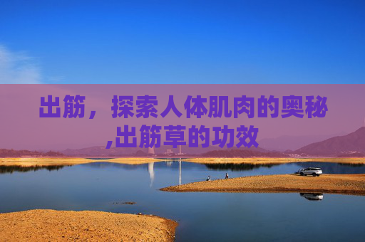 出筋，探索人体肌肉的奥秘,出筋草的功效