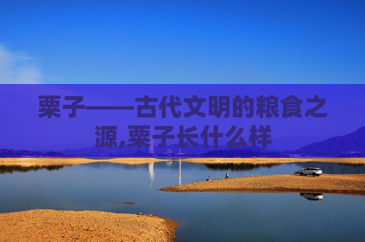 粟子——古代文明的粮食之源,粟子长什么样