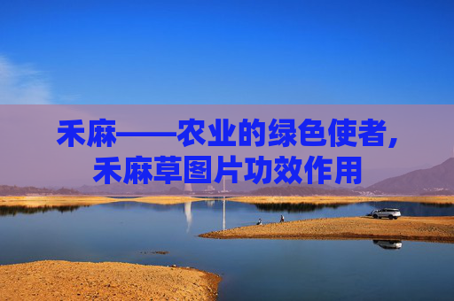 禾麻——农业的绿色使者,禾麻草图片功效作用
