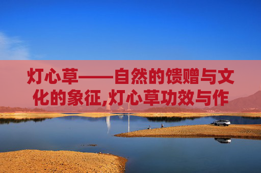 灯心草——自然的馈赠与文化的象征,灯心草功效与作用