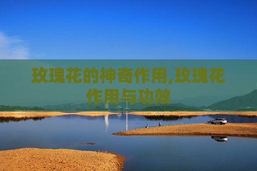 玫瑰花的神奇作用,玫瑰花作用与功效