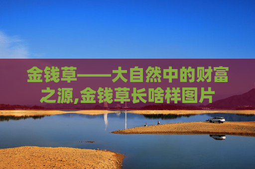 金钱草——大自然中的财富之源,金钱草长啥样图片