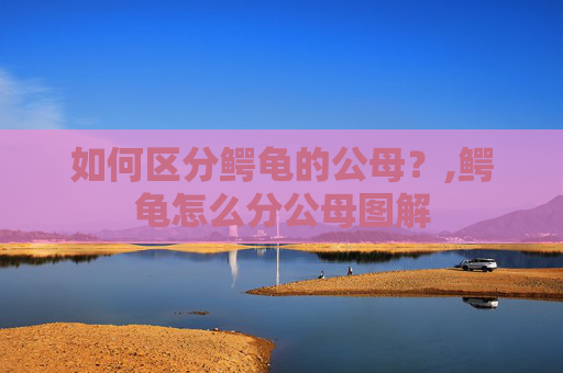 如何区分鳄龟的公母？,鳄龟怎么分公母图解