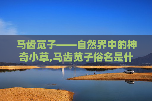 马齿苋子——自然界中的神奇小草,马齿苋子俗名是什么