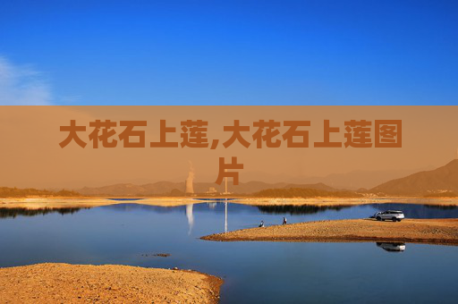 大花石上莲,大花石上莲图片