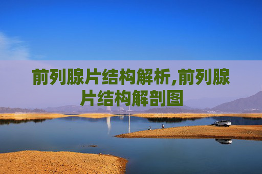 前列腺片结构解析,前列腺片结构解剖图