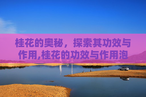 桂花的奥秘，探索其功效与作用,桂花的功效与作用泡水喝的功效