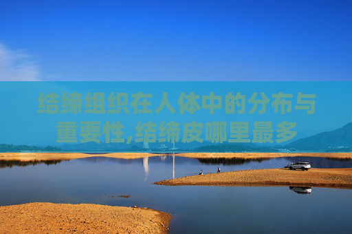 结缔组织在人体中的分布与重要性,结缔皮哪里最多