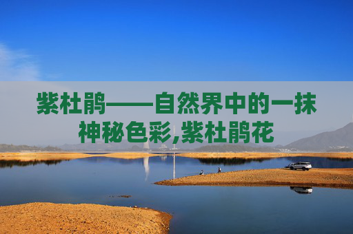 紫杜鹃——自然界中的一抹神秘色彩,紫杜鹃花
