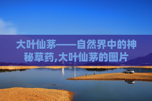 大叶仙茅——自然界中的神秘草药,大叶仙茅的图片 大叶仙茅——自然界中的神秘草药,大叶仙茅的图片