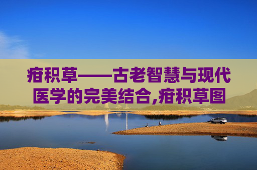 疳积草——古老智慧与现代医学的完美结合,疳积草图片大全
