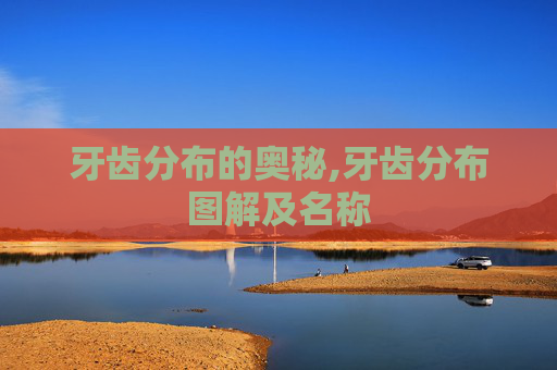 牙齿分布的奥秘,牙齿分布图解及名称