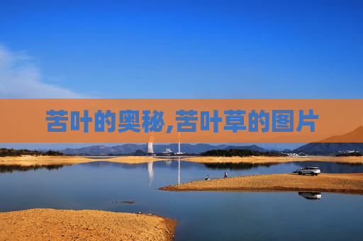 苦叶的奥秘,苦叶草的图片