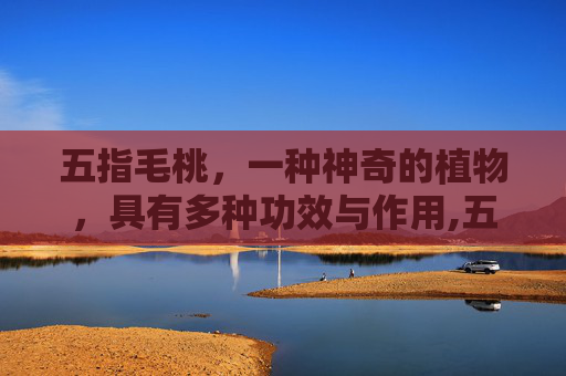 五指毛桃，一种神奇的植物，具有多种功效与作用,五指毛桃的功效与作用?
