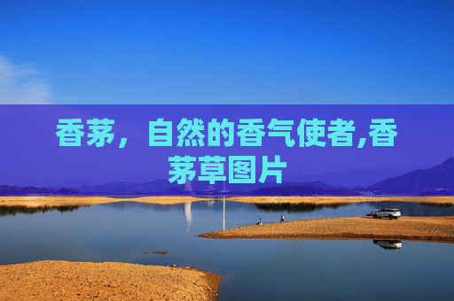 香茅，自然的香气使者,香茅草图片