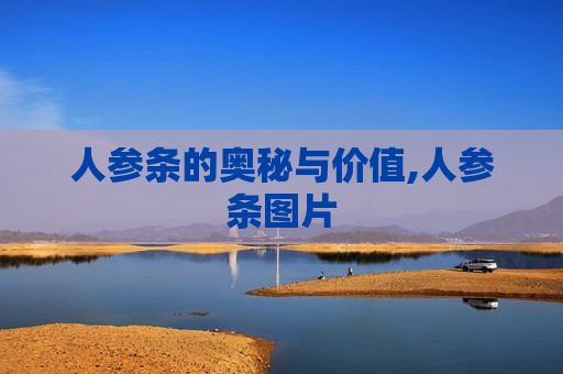 人参条的奥秘与价值,人参条图片