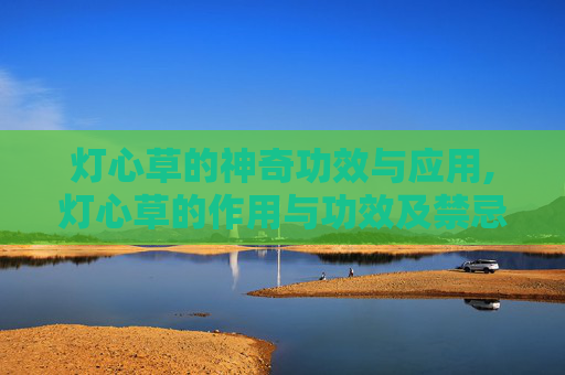 灯心草的神奇功效与应用,灯心草的作用与功效及禁忌