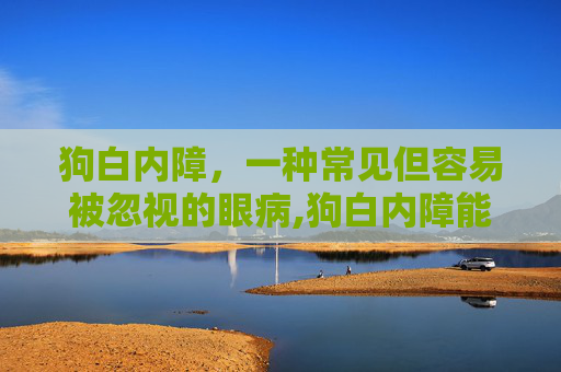狗白内障，一种常见但容易被忽视的眼病,狗白内障能治好吗