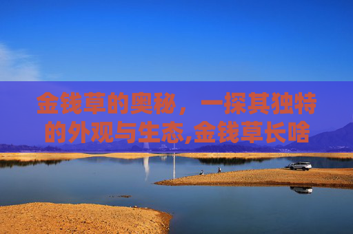 金钱草的奥秘，一探其独特的外观与生态,金钱草长啥样图片
