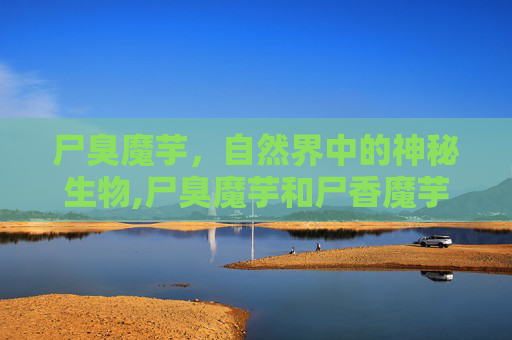 尸臭魔芋，自然界中的神秘生物,尸臭魔芋和尸香魔芋