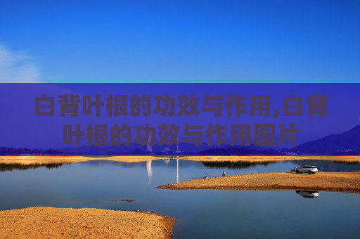 白背叶根的功效与作用,白背叶根的功效与作用图片 白背叶根的功效与作用,白背叶根的功效与作用图片
