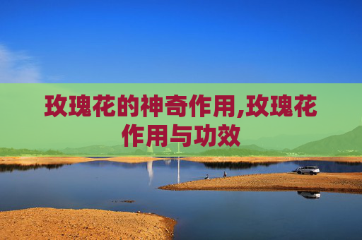 玫瑰花的神奇作用,玫瑰花作用与功效