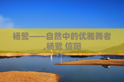 杨鹭——自然中的优雅舞者,杨鹭 信阳