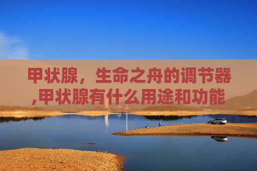甲状腺，生命之舟的调节器,甲状腺有什么用途和功能