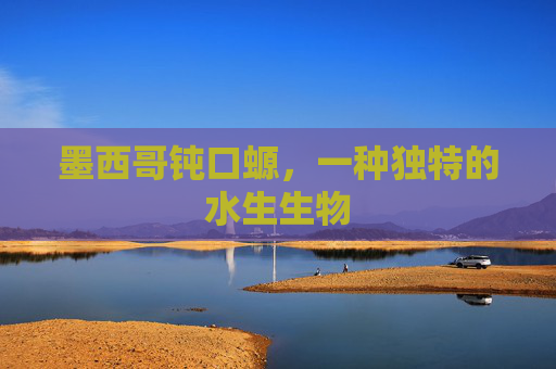 墨西哥钝口螈，一种独特的水生生物
