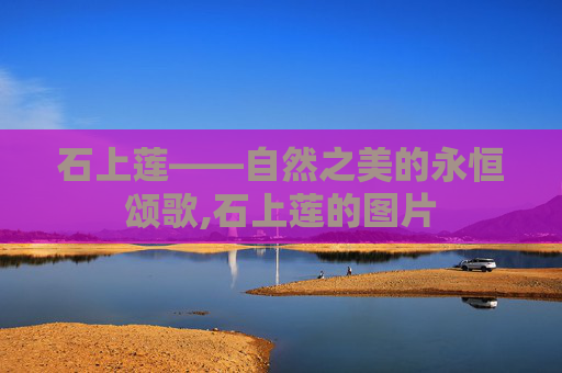 石上莲——自然之美的永恒颂歌,石上莲的图片